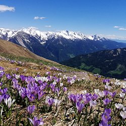 Frühling