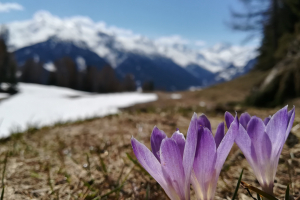 Krokusse in den Stuller Mahdern