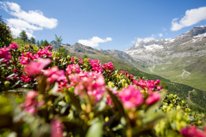Almrosenblüte im Passeiertal: Hier erleben Sie unvergessliche Stunden