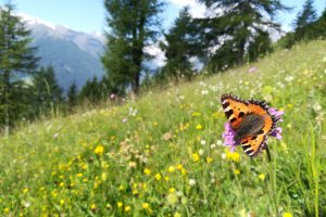 Schmetterling