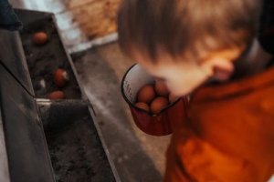 Eier von glücklichen Hühnern